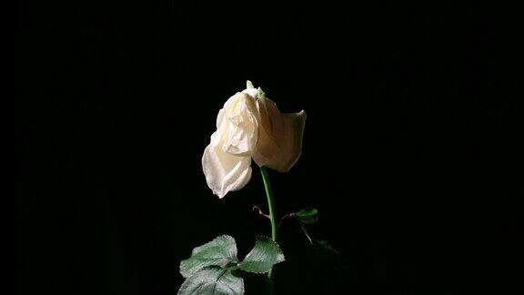 垂死的白玫瑰的时间流逝