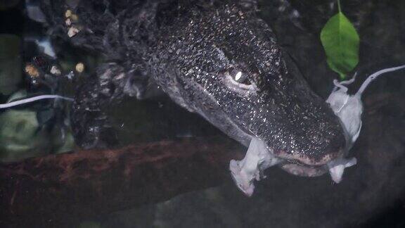 扬子鳄(短吻鳄)在水里吃老鼠中国特有的极度濒危鳄鱼