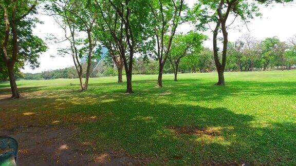 绿色草坪和树木在绿色公园