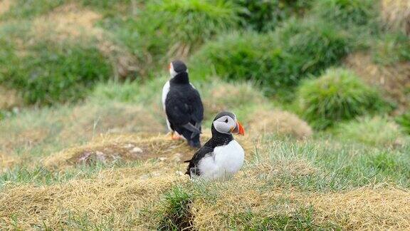 迷人的海雀大自然中神奇的冰岛鸟野生动物中可爱的鸟海洋海岸上的动物