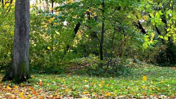 树叶在秋天的森林里落下