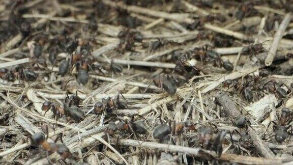 大蚁群在蚁丘的特写4k-60fps