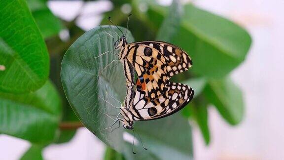 两只蝴蝶在绿色树叶的背景上展开翅膀特写蝴蝶交配本空间