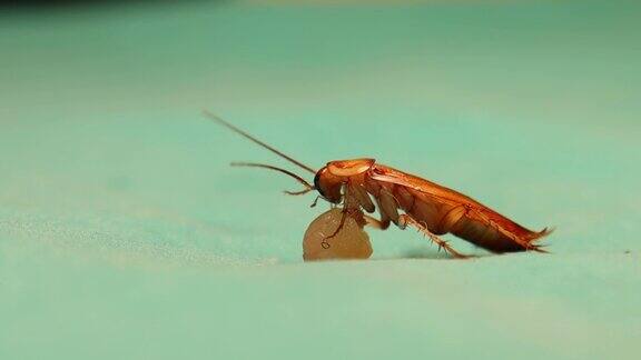 雄性蟑螂清洗自己吃一块肉剩菜孤立在绿色背景上的光滑蟑螂蟑螂是蟑螂目昆虫昆虫错误错误动物卫生