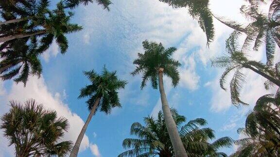 在阳光明媚的日子里云朵在棕榈树后面移动