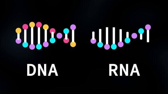 RNA和DNA链分子三维模型动画
