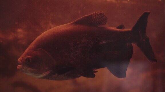 黑色的帕库鱼巨鱼在水族馆里游泳