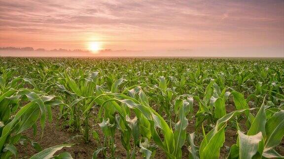 8K拍摄的日出在玉米幼苗