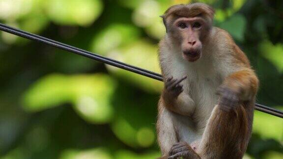 来自斯里兰卡的野生猕猴