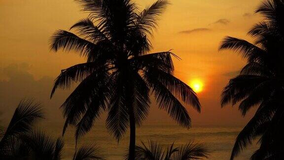 热带海上日落和棕榈