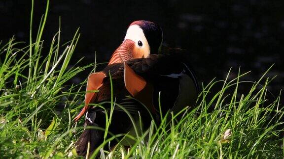 一只雄性鸳鸯栖息在长满草的湿地上
