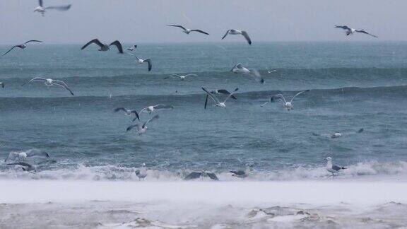 海鸥飞过海水和海滩