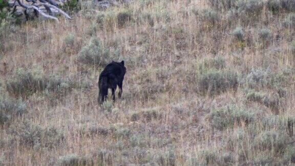 黑狼走在黄石公园海登山谷的一个山坡上