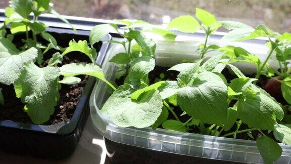 在窗台上的容器中种植萝卜和生菜