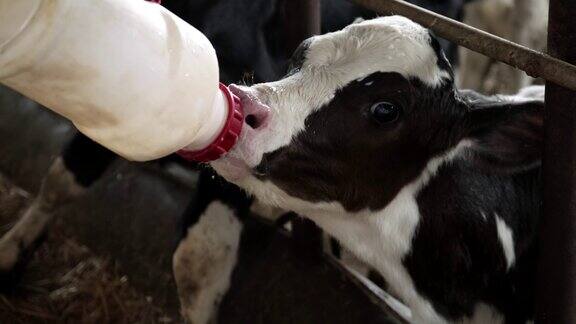 两只小牛在争夺农场主给的奶