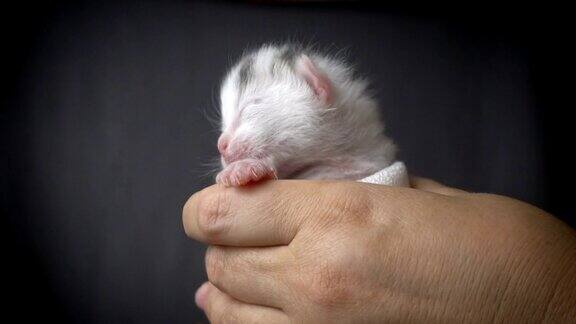 白色新生小猫在女人的手中