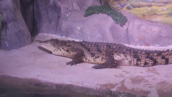 一只鳄鱼在水族馆的一块石头上爬行