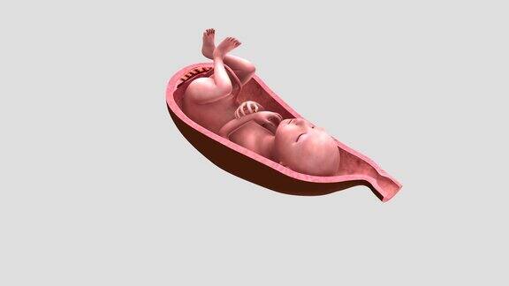 胎儿子宫