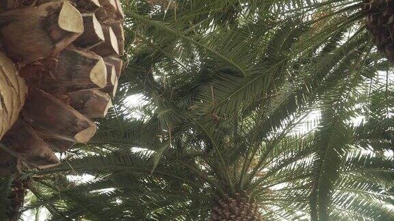 平移:低角度的加那利岛枣椰树
