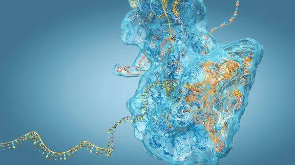 核糖体作为构建信使rna分子的生物细胞的一部分-三维插图