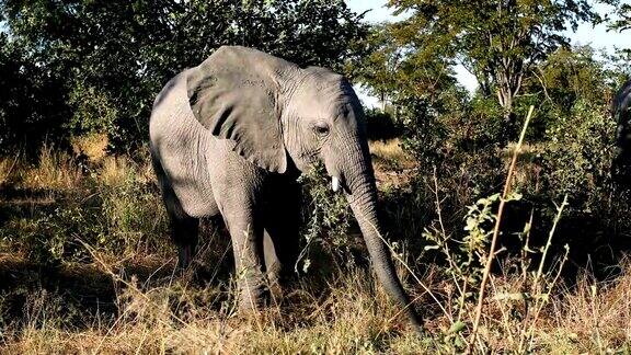 非洲博茨瓦纳的野生非洲象宝宝