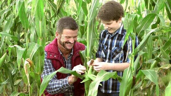父子俩在自家的农场里察看地里的玉米