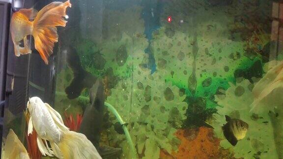 彩色的鱼在水族馆里游泳