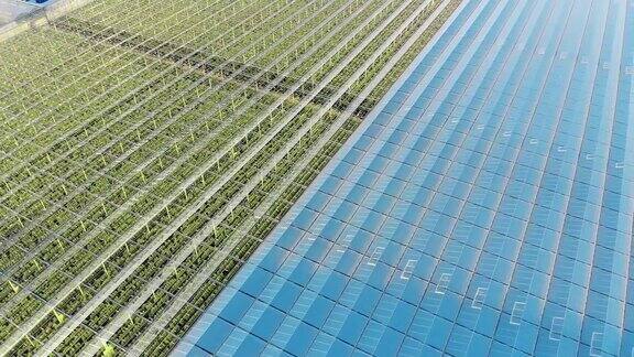 农业、农业产业、农业概念有一排排绿色植物的大温室