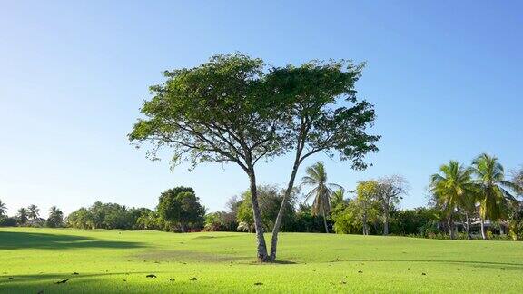 在绿色草地的中央一棵树干裂开的孤独的树