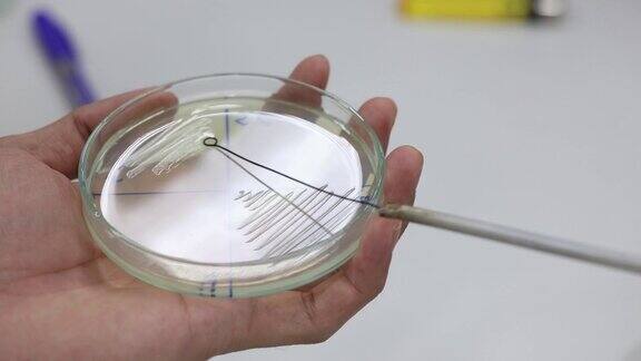 微生物实验室琼脂培养基上微生物的培养