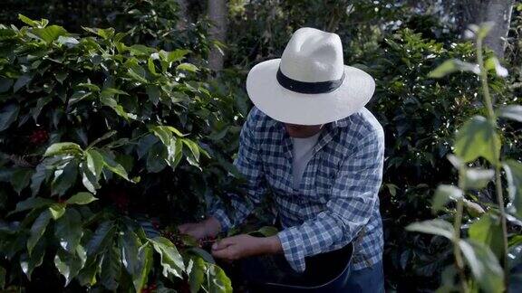 哥伦比亚咖啡农民在种植园里采摘咖啡豆