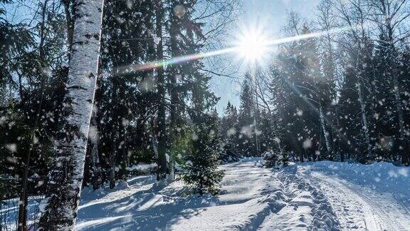 雪花飘落自然森林树木景观白色阳光冬日心情光和明亮的雪寒冷的时间视频循环cinemagraph