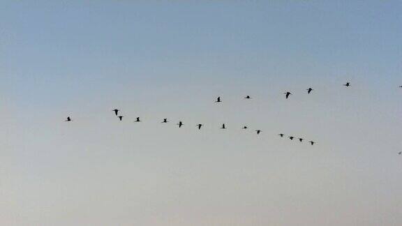 一群鸟在空中飞翔