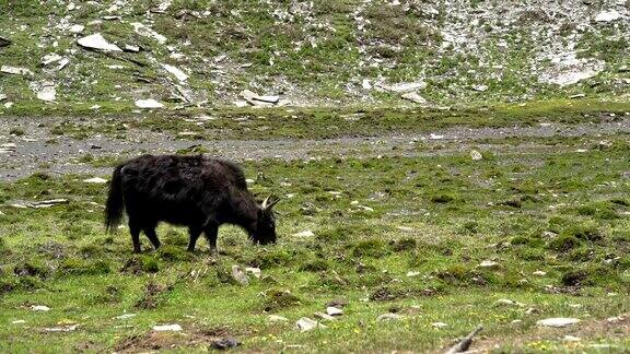 中国四姑娘山吃草的黑牦牛