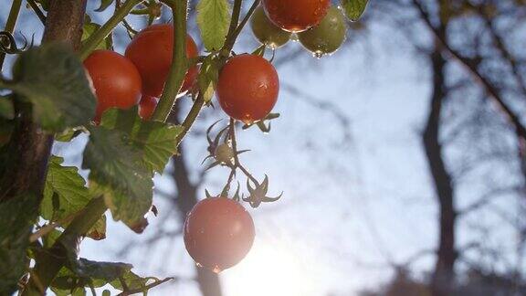 慢镜头《花园里的番茄》