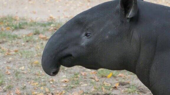 特写貘的头部移动它的鼻子