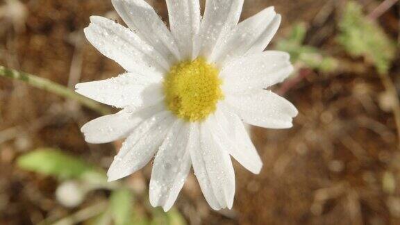 白色的甘菊在黎明花瓣上有露珠俯视图微距变焦