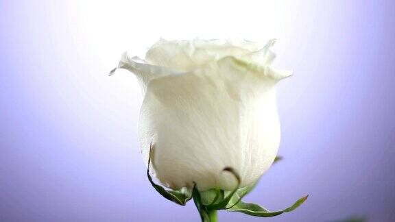 白玫瑰花旋转近的背景爱的象征情人节卡片的设计