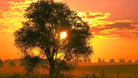 美丽的树黄色的日出光在朦胧的黑麦地里