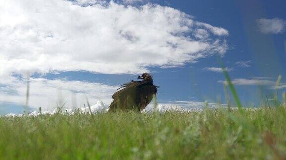 在绿色草地的自然栖息地一只自由的野生灰白色秃鹫