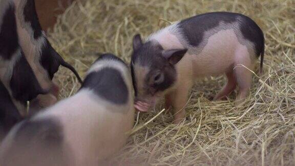 农场里的小型猪或大肚猪