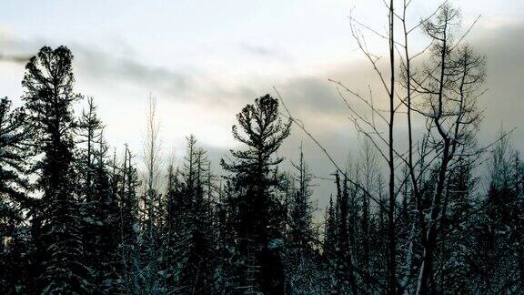 冬天的风景松树上覆盖着积雪西伯利亚的雪林4K