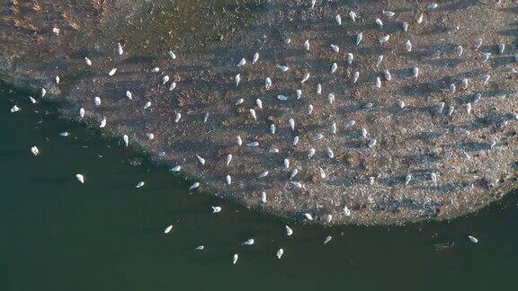 夏日黄昏日落时一群海鸥坐在小岛上的鸟瞰图