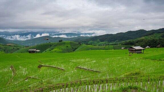 泰国清迈的清晨绿色的稻田和飘动的云朵时光流逝