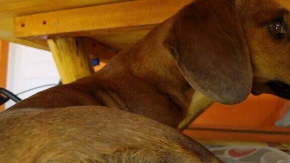 棕色红色腊肠狗狗在木桌下特写镜头