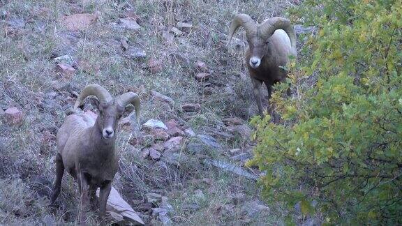 科罗拉多州沃特顿峡谷野生落基山大角羊、公羊、牧群在吃草