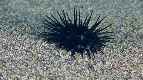 沙质海底的黑海海胆