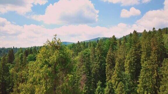 空中掠过山谷、群山、松树、松针蓝天青松