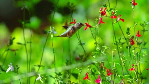 蜂鸟盘旋以花为食