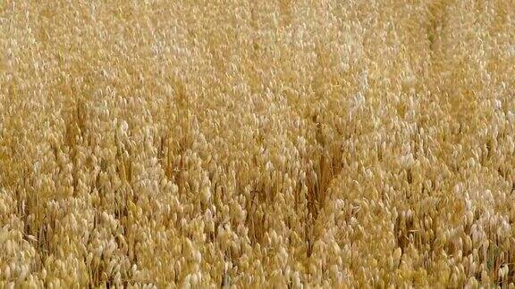 近距离观察农场上的燕麦